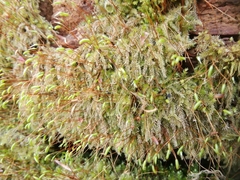 Herzogiella seligeri