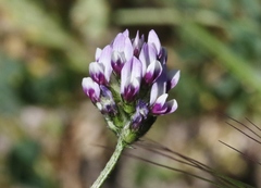 Astragalus didymocarpus