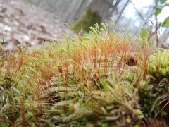 Herzogiella seligeri