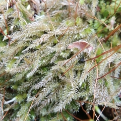 Herzogiella seligeri