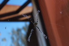 Argiope argentata