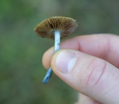 Stropharia pseudocyanea