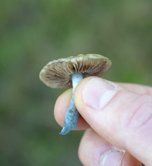 Stropharia pseudocyanea