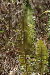 Dioon