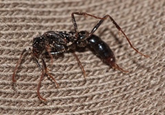 Leptogenys attenuata