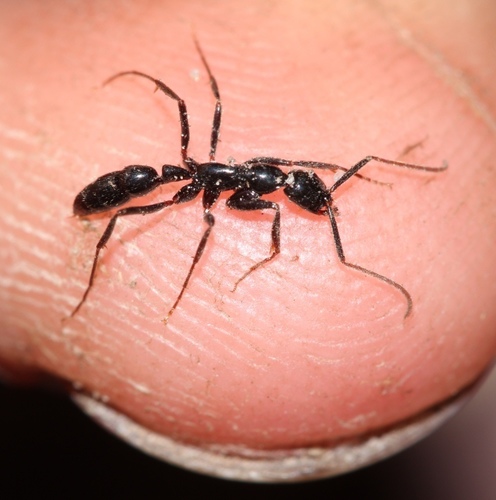 Leptogenys attenuataLeptogenys attenuata
