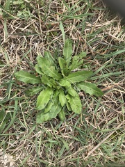 Taraxacum officinale