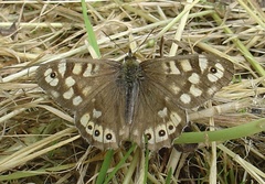 Pararge aegeria tircis