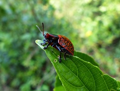 Botanochara macularia