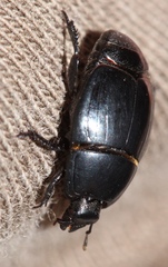 Histerinae