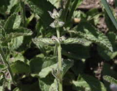 Stachys rigida quercetorum