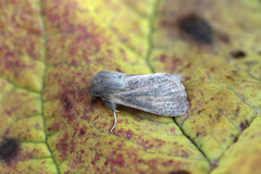 Denticucullus pygmina