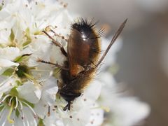 Tachina lurida