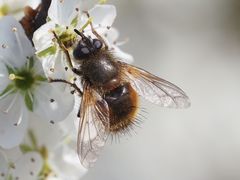 Tachina lurida