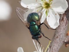 Neomyia viridescens