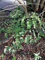 Senna siamea
