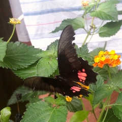 Heraclides anchisiades capys