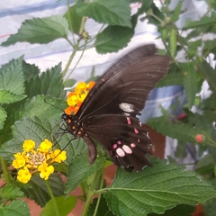 Heraclides anchisiades capys