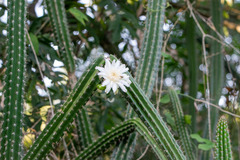 Praecereus euchlorus