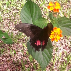 Heraclides anchisiades capys