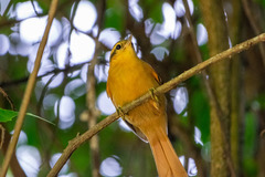 Anabacerthia lichtensteini