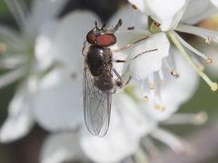 Platycheirus ambiguus