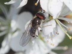 Platycheirus ambiguus