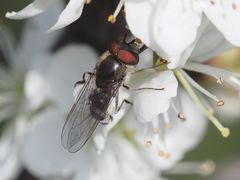 Platycheirus ambiguus