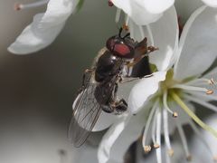 Platycheirus ambiguus