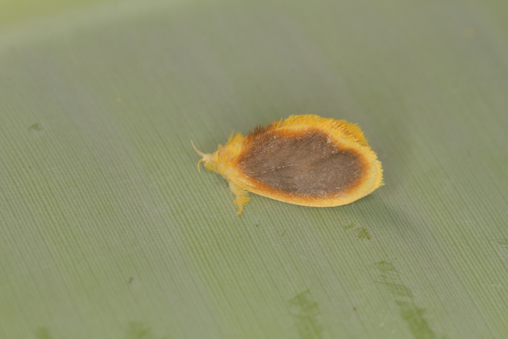 Dalcerides gugelmanni