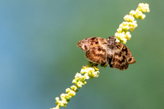 Ebrietas anacreon anacreon