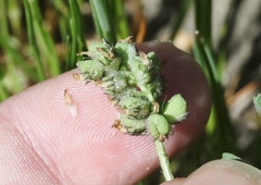 Astragalus didymocarpus