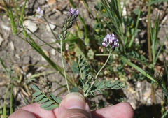 Astragalus didymocarpus