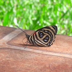 Catagramma pygas thamyras