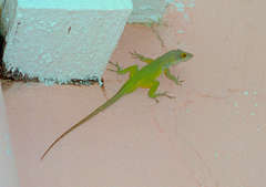 Anolis leachii