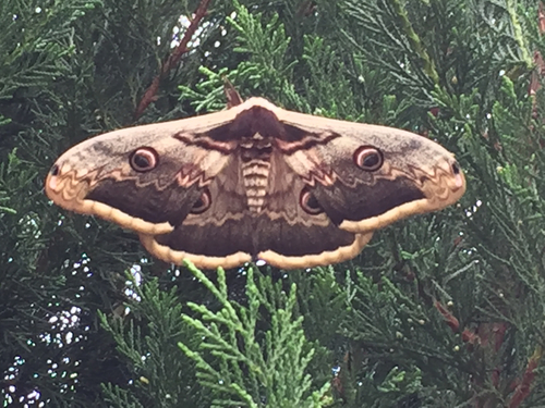 Saturnia pyri