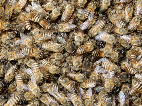 Asian Honey Bee