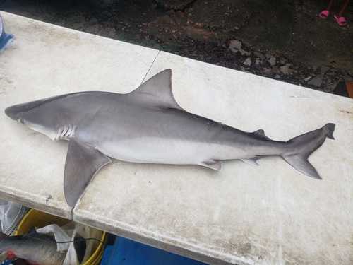 Smalltail shark (Carcharhinus porosus) — Carcharhinidae