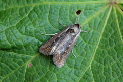 Epimecia ustula