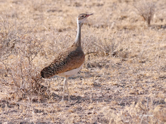 Eupodotis senegalensis canicollis
