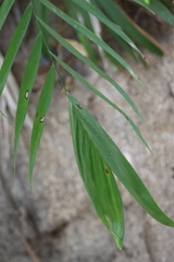 Chamaedorea pochutlensis