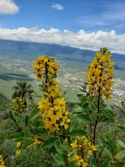 Galphimia glauca