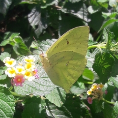 Phoebis neocypris neocypris
