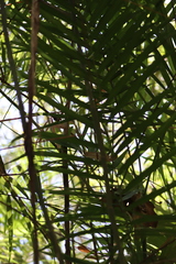 Chamaedorea pochutlensis