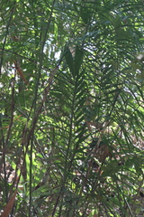 Chamaedorea pochutlensis