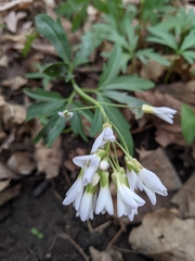 Cardamine concatenata