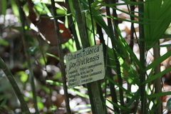 Chamaedorea pochutlensis