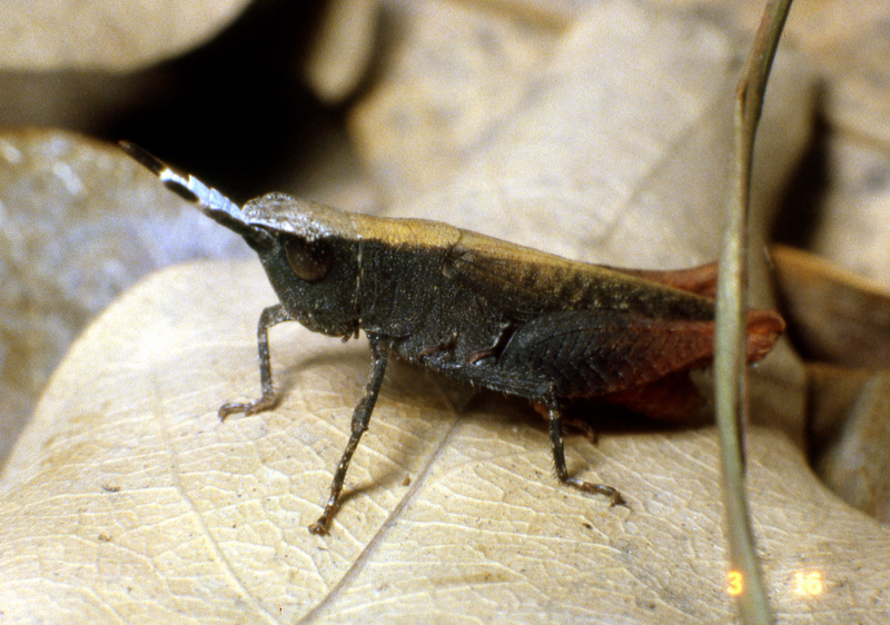 Ocnocerus