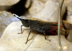 Ocnocerus diabolicus