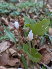 Sanguinaria canadensis